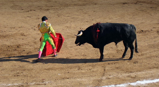 bull fighting