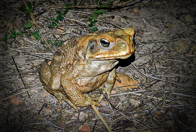 cane toad in Queensland