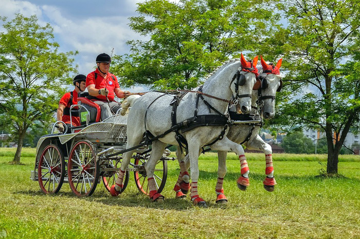 carriage driving