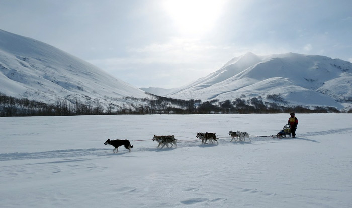 dogs pulling a sled and driver