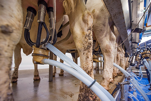 milking cows