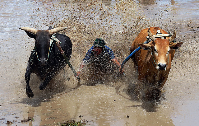 pacu jawi cow race