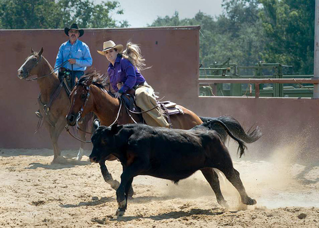 rider cutting a cow