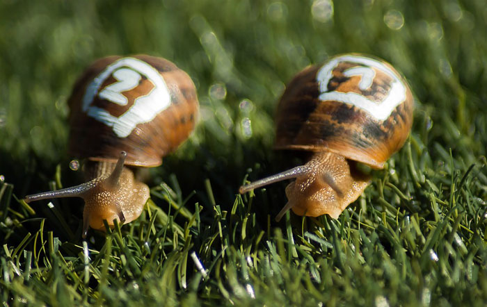 snail racing